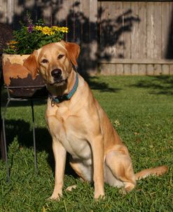 CQ2R3040 Retriever – Yellow Labrador