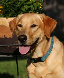 CQ2R3046 Retriever – Yellow Labrador