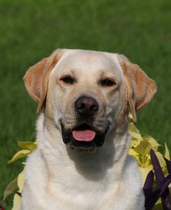 CQ2R4894A Retriever – Yellow Labrador