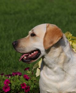 CQ2R4901 Retriever – Yellow Labrador