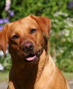 CQ2R7446 Retriever – Yellow Labrador