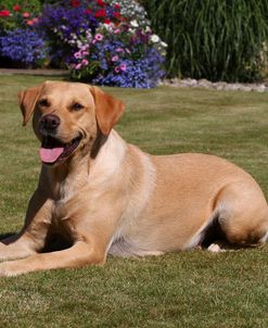 CQ2R7460 Retriever – Yellow Labrador