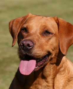 CQ2R7503 Retriever – Yellow Labrador