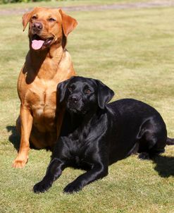 CQ2R7506 Retriever – Labrador