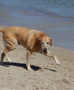 CQ2R9555 Retriever – Yellow Labrador