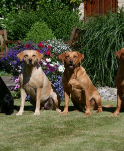 XR9C2036 Retriever – Labrador