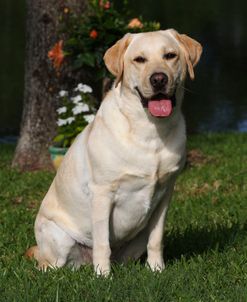 CQ2R4972A Retriever – Yellow Labrador