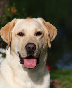 CQ2R4979 Retriever – Yellow Labrador