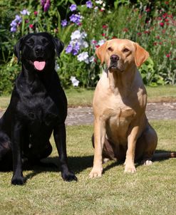 CQ2R7381 Retriever – Labrador