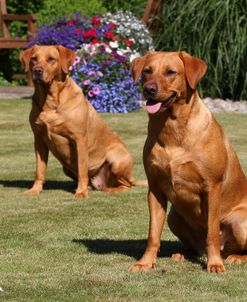 CQ2R7408 Retriever – Yellow Labrador