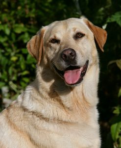 XR9C2295 Retriever – Yellow Labrador