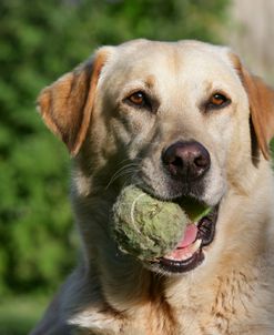 XR9C2306 Retriever – Yellow Labrador