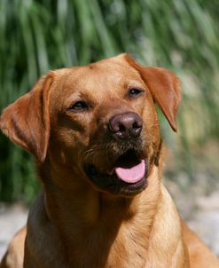 XR9C2044 Retriever – Yellow Labrador