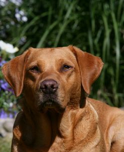 XR9C2045 Retriever – Yellow Labrador