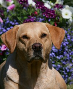 XR9C2048 Retriever – Yellow Labrador