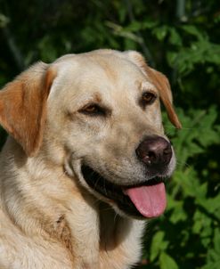 XR9C2284 Retriever – Yellow Labrador