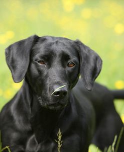 418Y4088 Retriever – Black Labrador