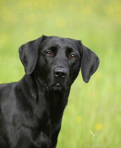 418Y4128 Retriever – Black Labrador