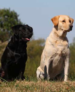 AV4C9132 Retriever – Labrador