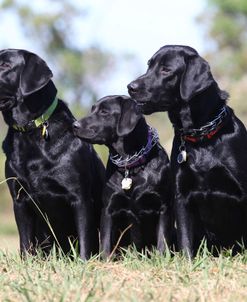 AV4C9173 Retriever – Black Labrador