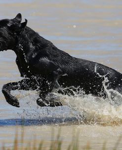 AV4C9712 Retriever – Black Labrador