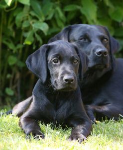 AY3V0272 Retriever – Black Labrador