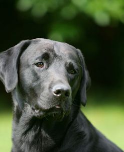 XR9C9130 Retriever – Black Labrador