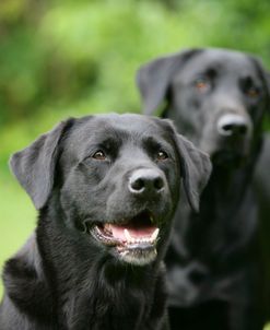 XR9C9139 Retriever – Black Labrador