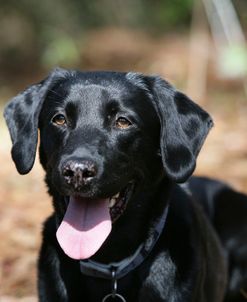 XR9C9147 Retriever – Black Labrador