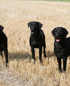 XR9C9166 Retriever – Black Labrador