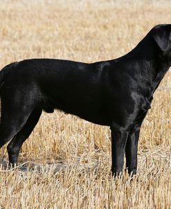 XR9C9168 Retriever – Black Labrador