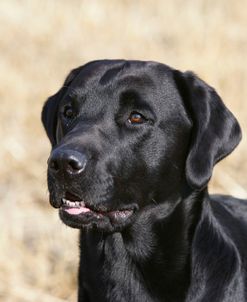 XR9C9178 Retriever – Black Labrador