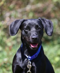 AY3V3147 Retriever – Black Labrador