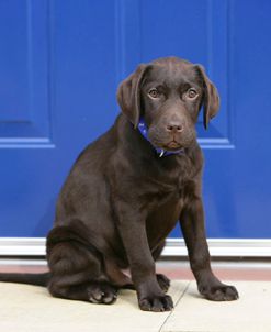 XR9C8202 Retriever – Chocolate Labrador