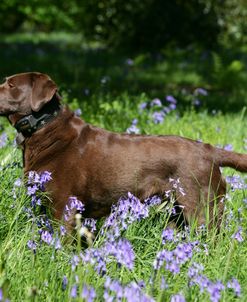 XR9C9015 Retriever – Chocolate Labrador