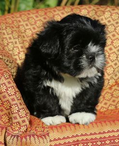 1C9A6815 Lhasa Apso