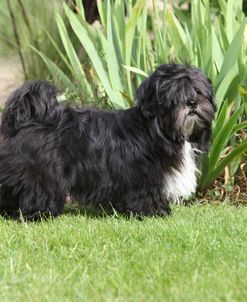 418Y3555 Lhasa Apso