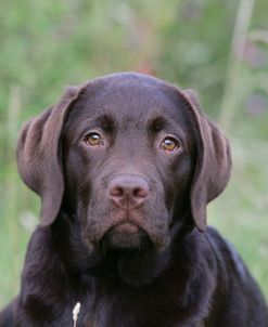 XR9C9193 Retriever – Chocolate Labrador