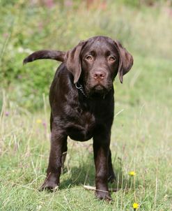 XR9C9212 Retriever – Chocolate Labrador