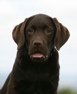 XR9C9218 Retriever – Chocolate Labrador