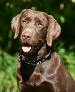 XR9C9503 Retriever – Chocolate Labrador