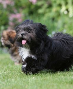 418Y3719 Lhasa Apso