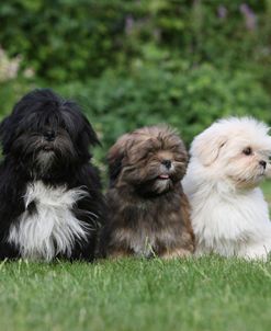 418Y3790 Lhasa Apso