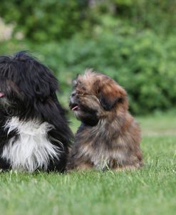 418Y3793 Lhasa Apso