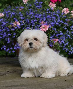 418Y3918 Lhasa Apso