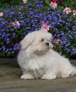 418Y3921 Lhasa Apso