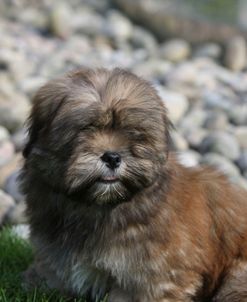 418Y3925 Lhasa Apso