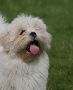 418Y3661 Lhasa Apso