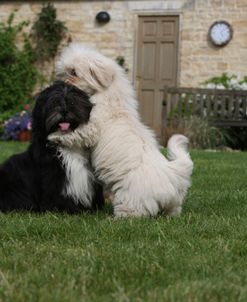 418Y3667 Lhasa Apso