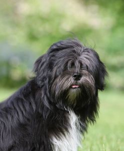 418Y3692 Lhasa Apso